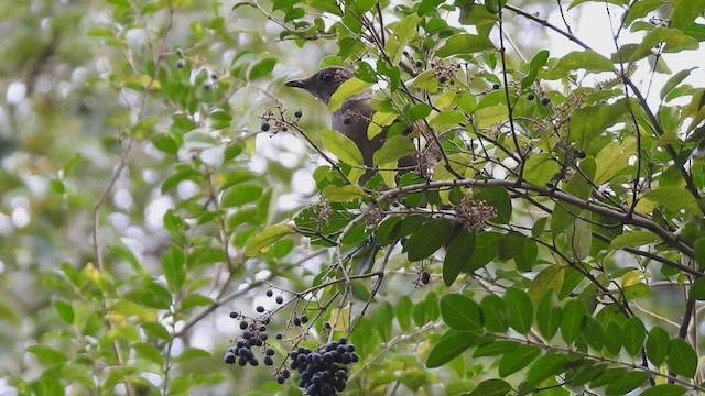 Pale-breasted Thrush - ML455553711