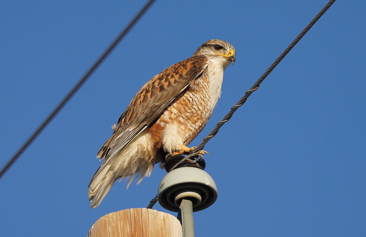 Ferruginous Hawk - ML455553811