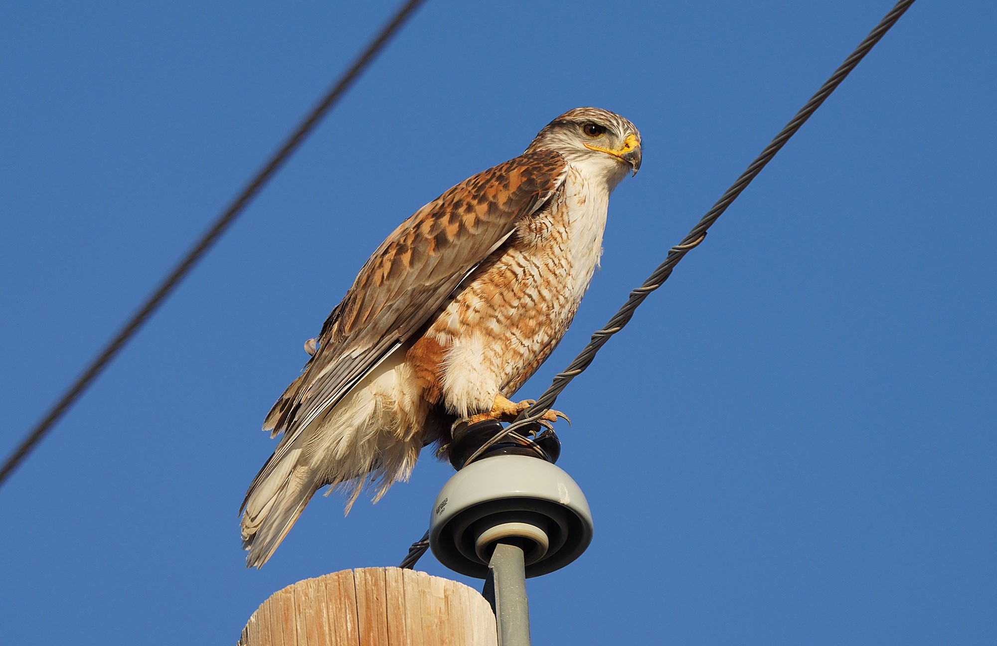 Ferruginous Hawk