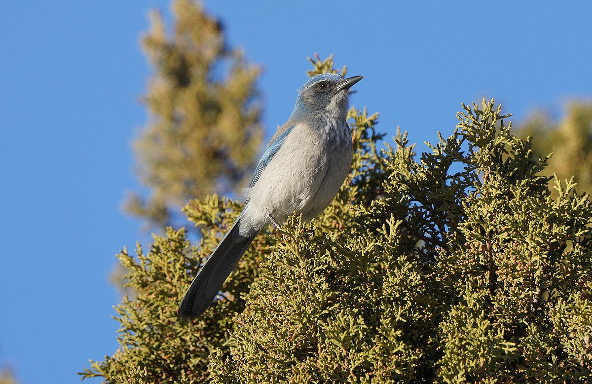 Woodhouse's Scrub-Jay - ML455553851