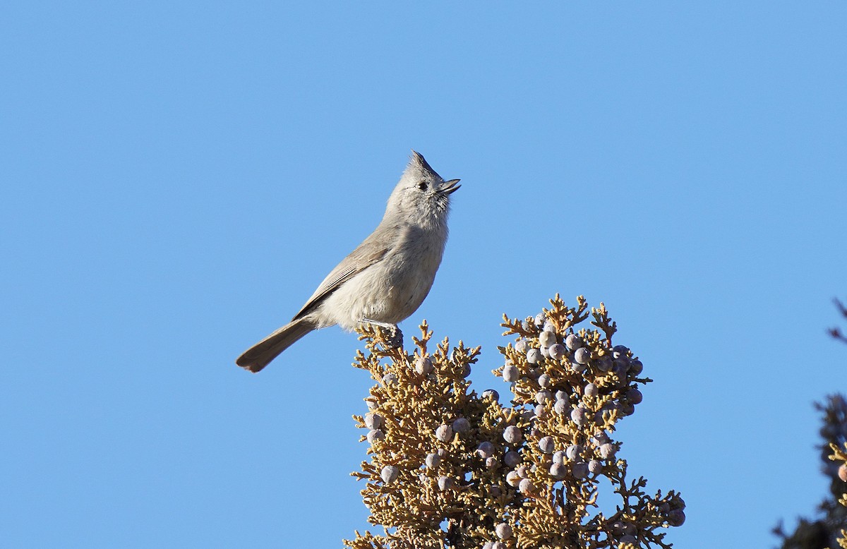 Juniper Titmouse - ML455553911