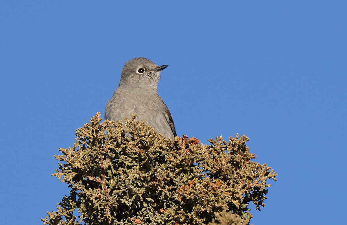 Townsend's Solitaire - ML455553951