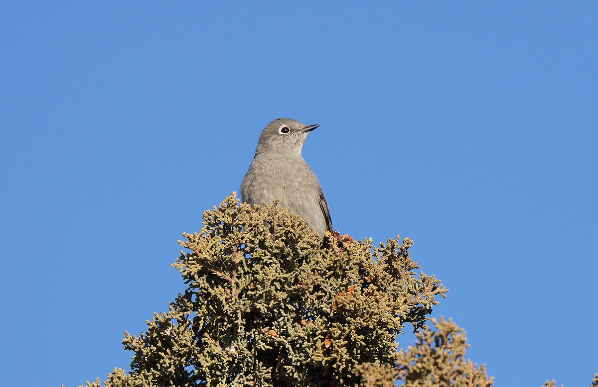 Townsend's Solitaire - ML455553961