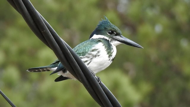 Martin-pêcheur d'Amazonie - ML455554201