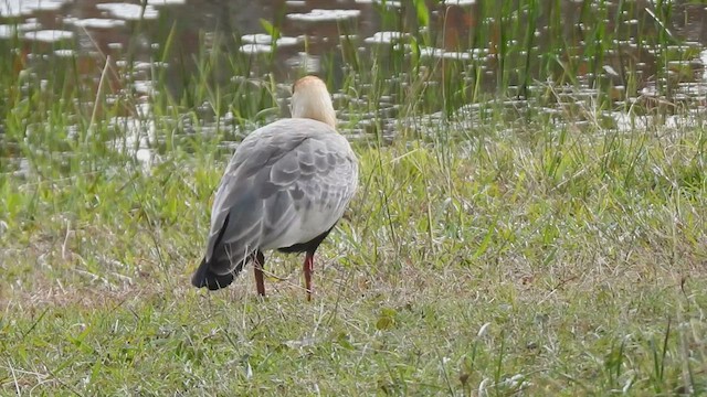 Buff-necked Ibis - ML455554381