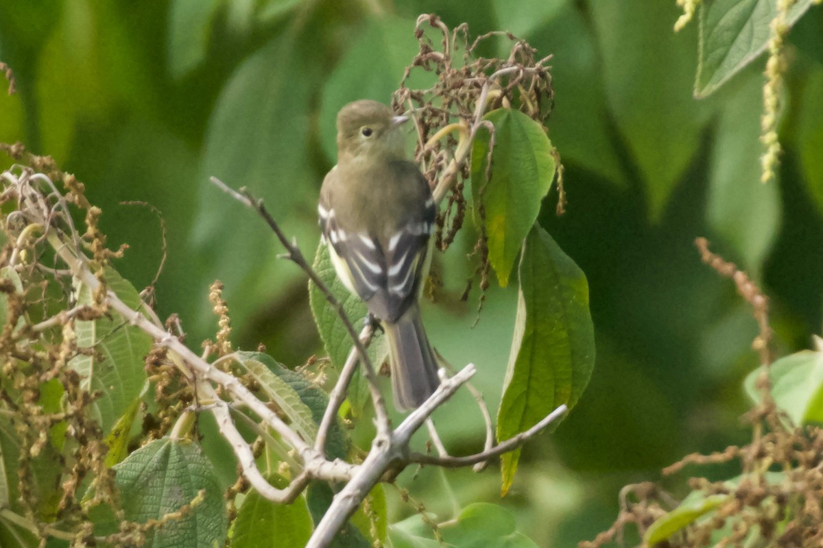 White-crested Elaenia - ML455557001