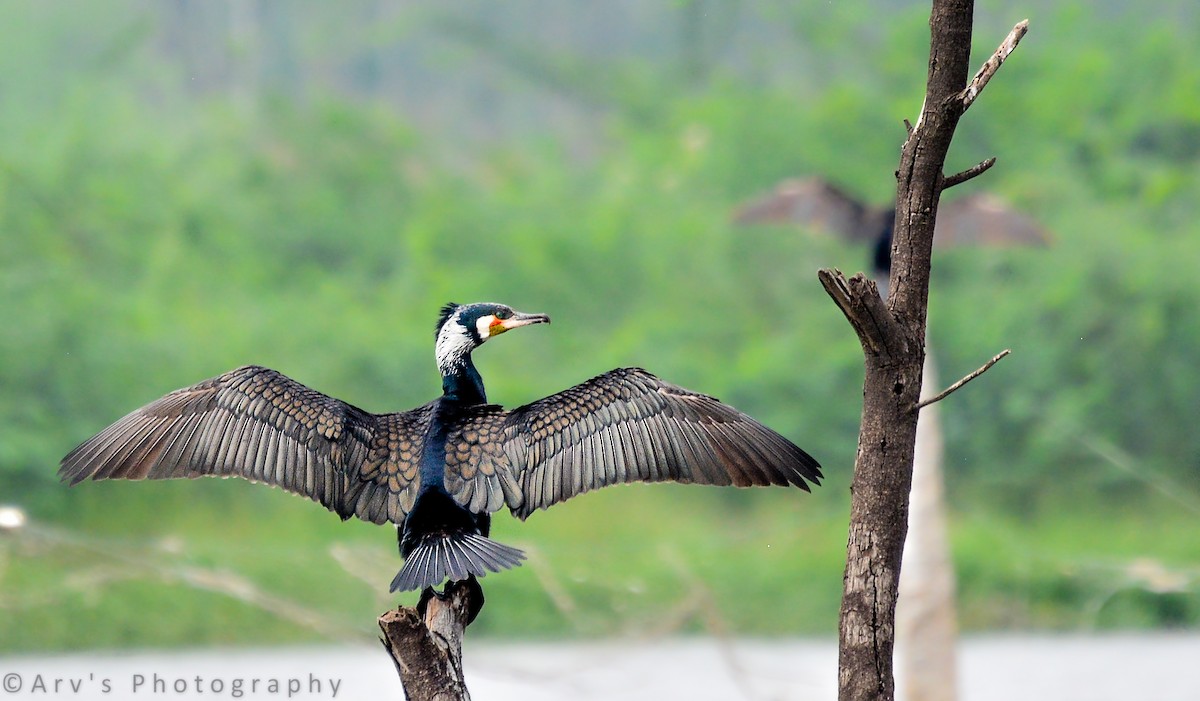 Great Cormorant - ML455558051