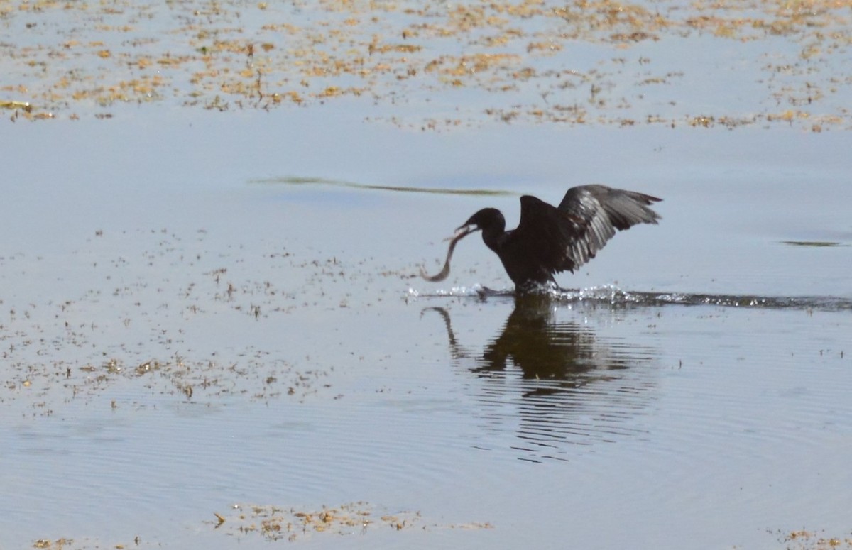 Cormorán de Java - ML455558951