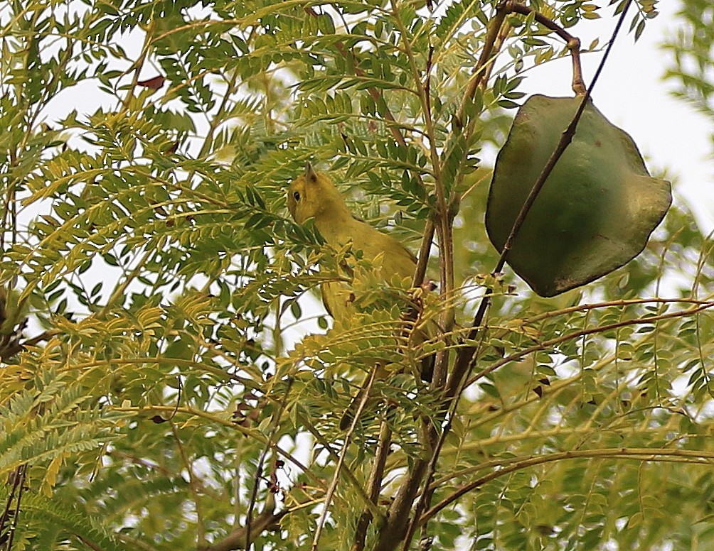 Yellow Warbler - Trish Gussler