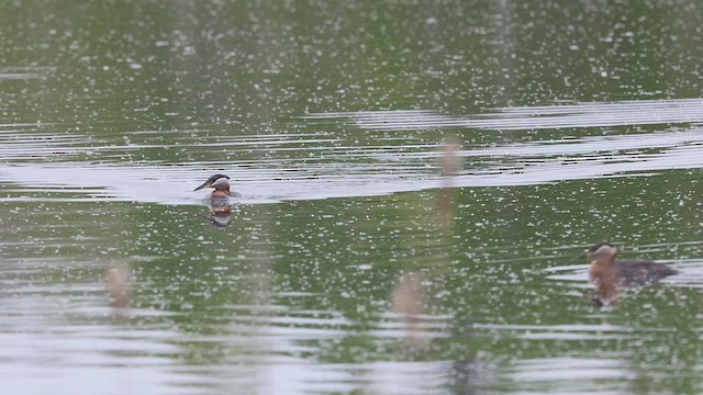 Red-necked Grebe - ML455559851