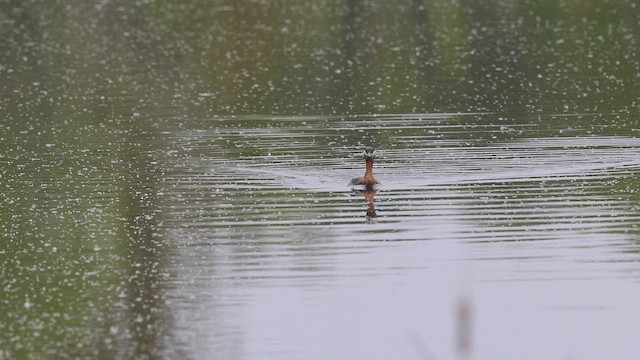Red-necked Grebe - ML455559861