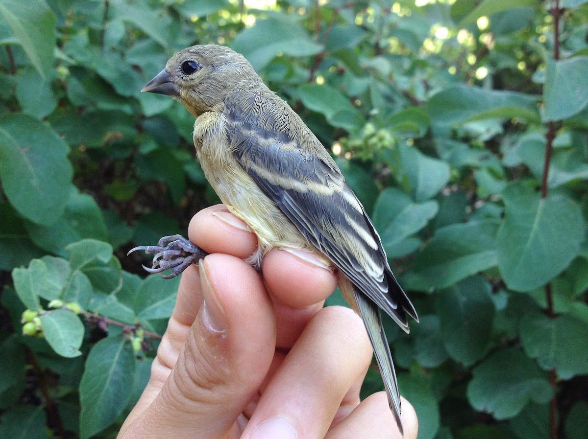 Lesser Goldfinch - Josh Lefever