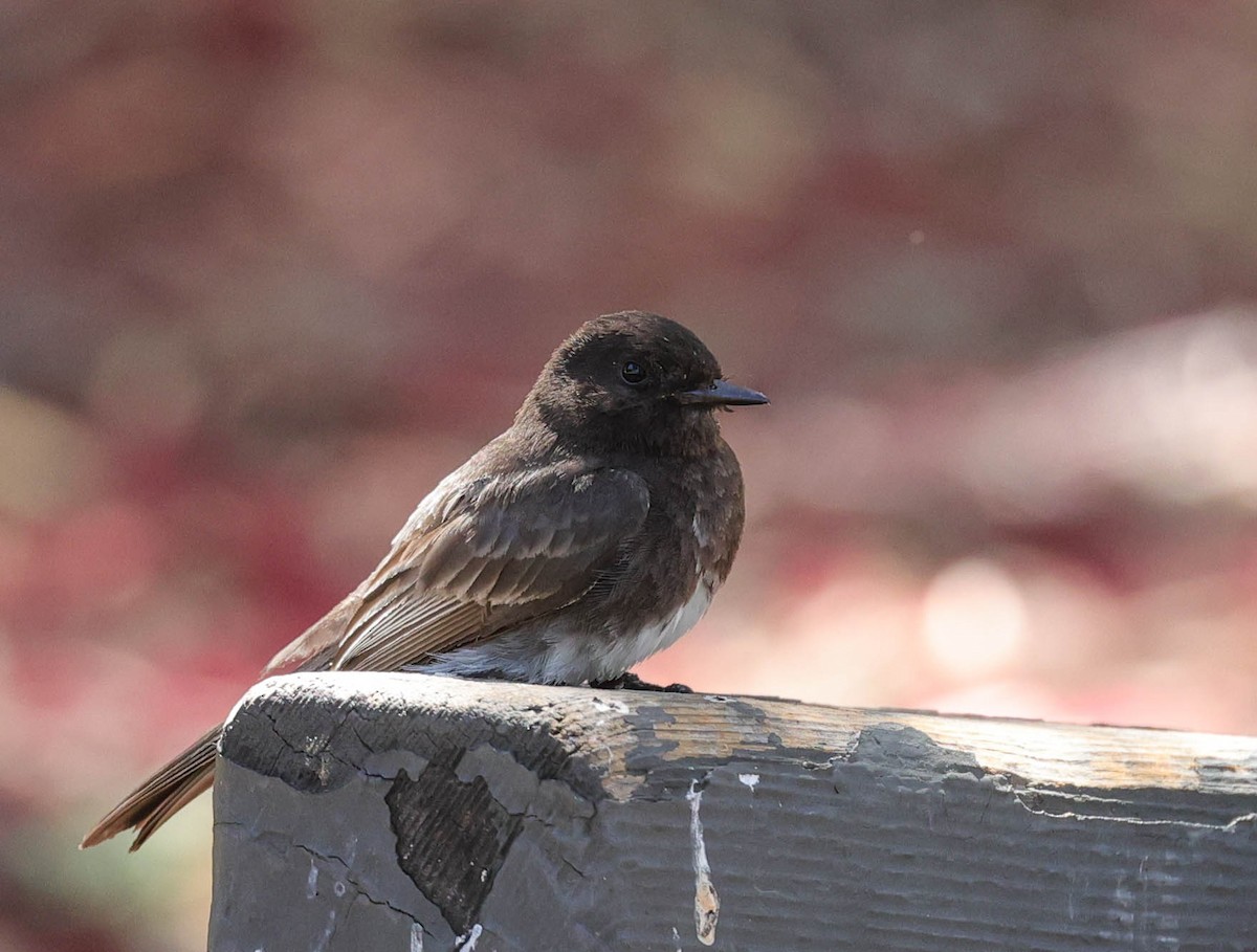 Black Phoebe - ML455560281