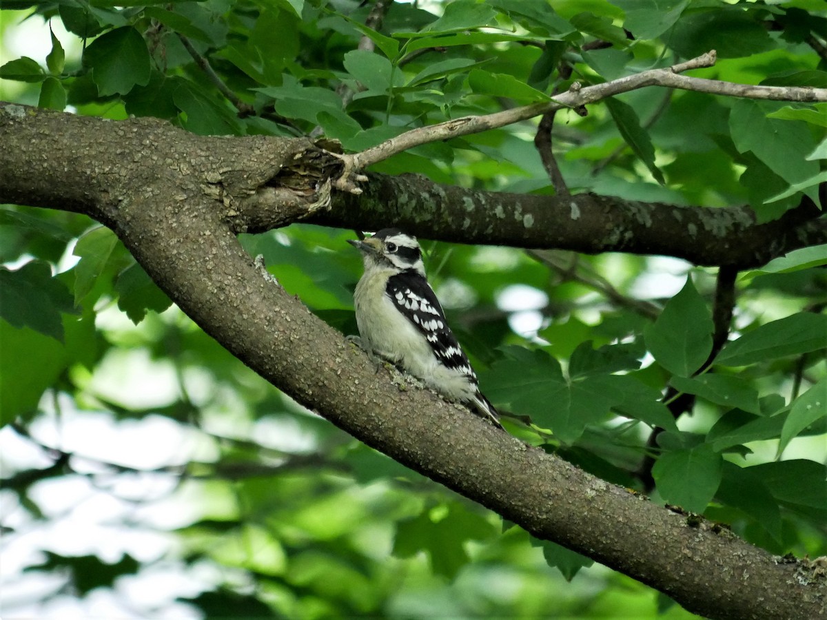 Downy Woodpecker - Gérard  Viens