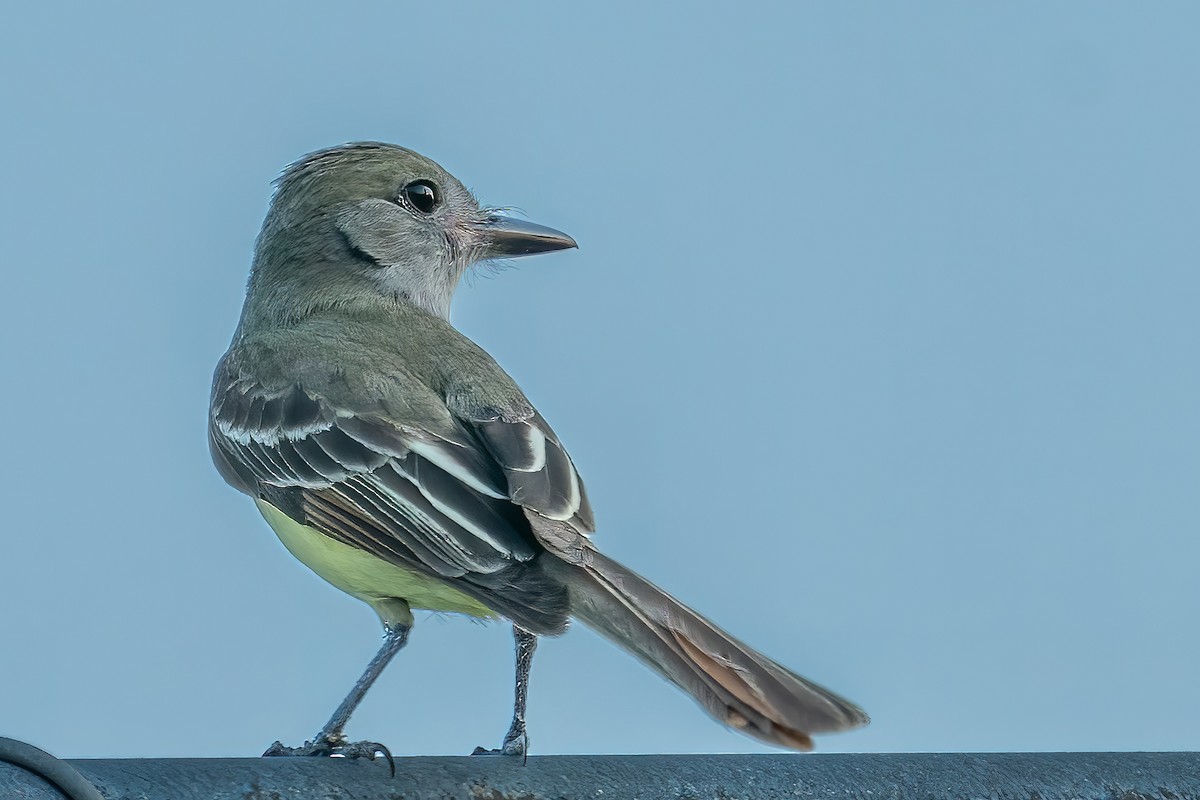 Great Crested Flycatcher - ML455560831