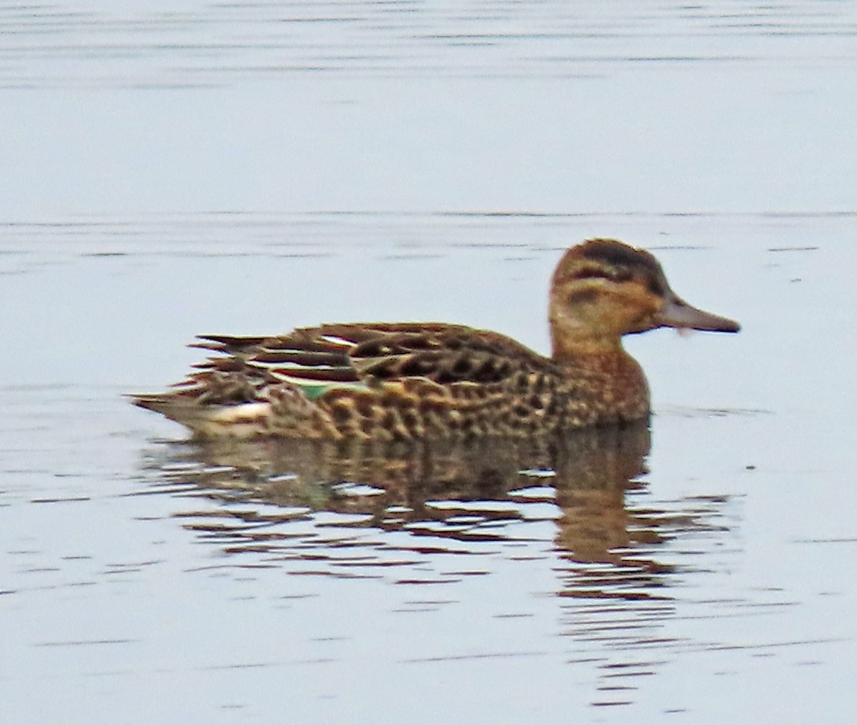 Green-winged Teal - ML455562851