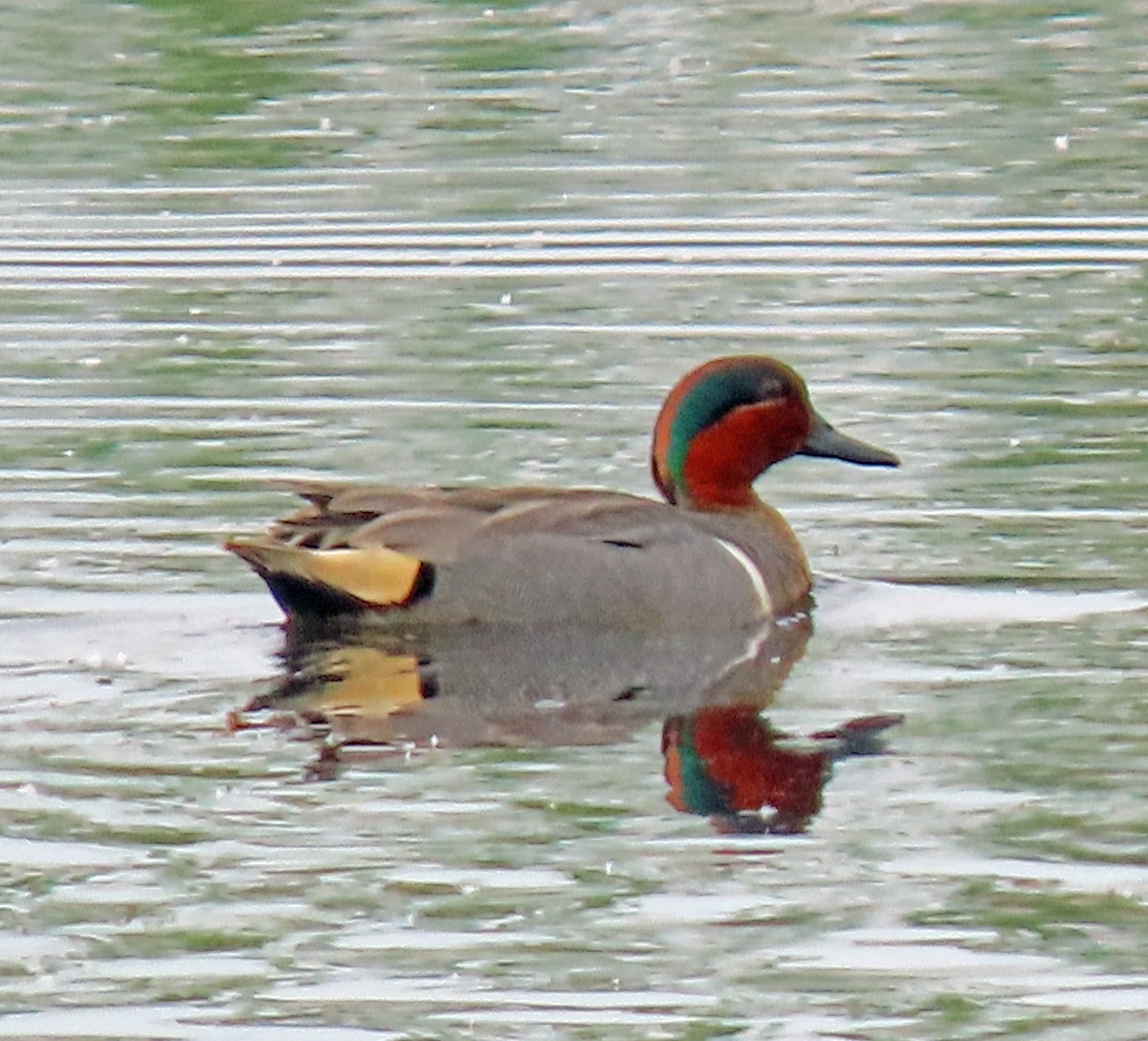 Green-winged Teal - ML455562891