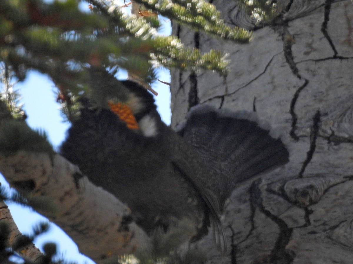 Sooty Grouse - ML455563091