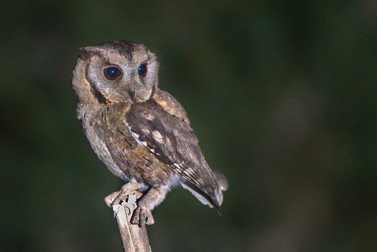 Indian Scops-Owl - Ananyaa Dobhal