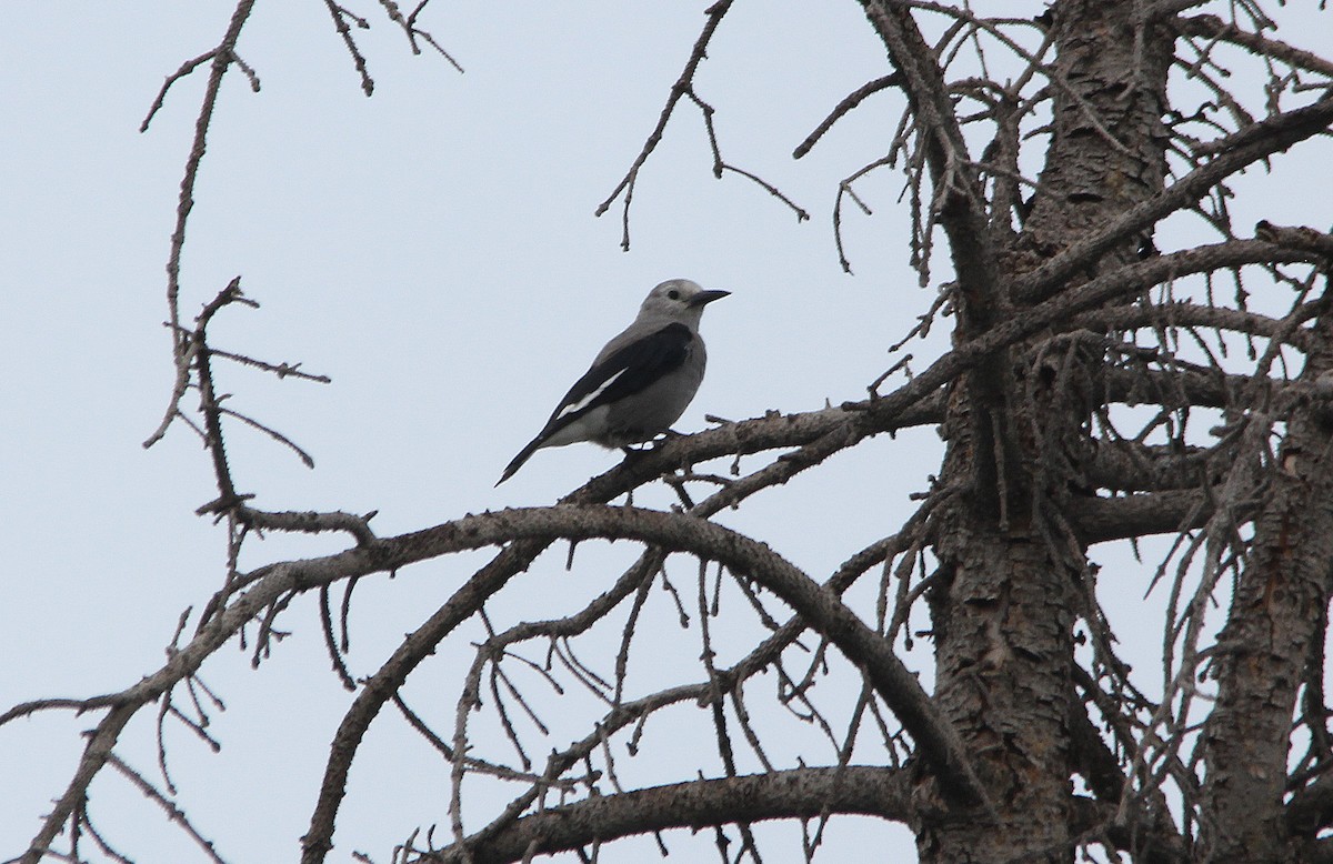 Clark's Nutcracker - ML455564241