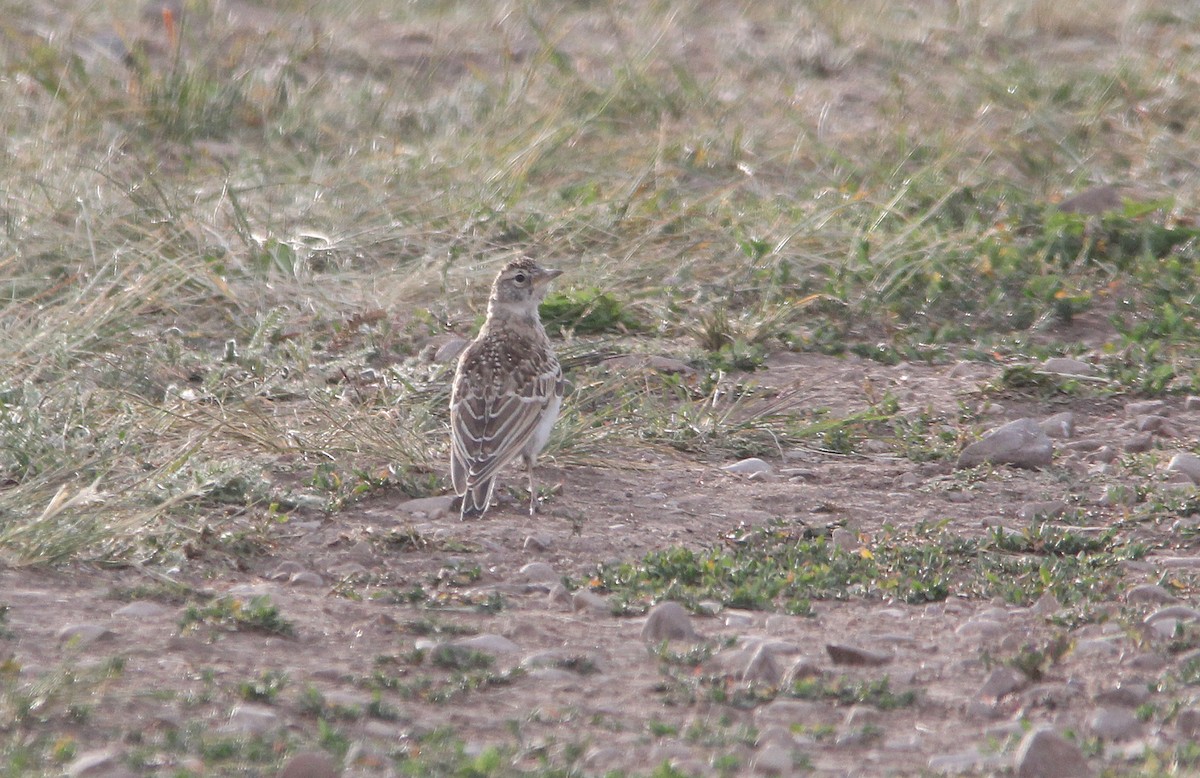 Horned Lark - ML455564261