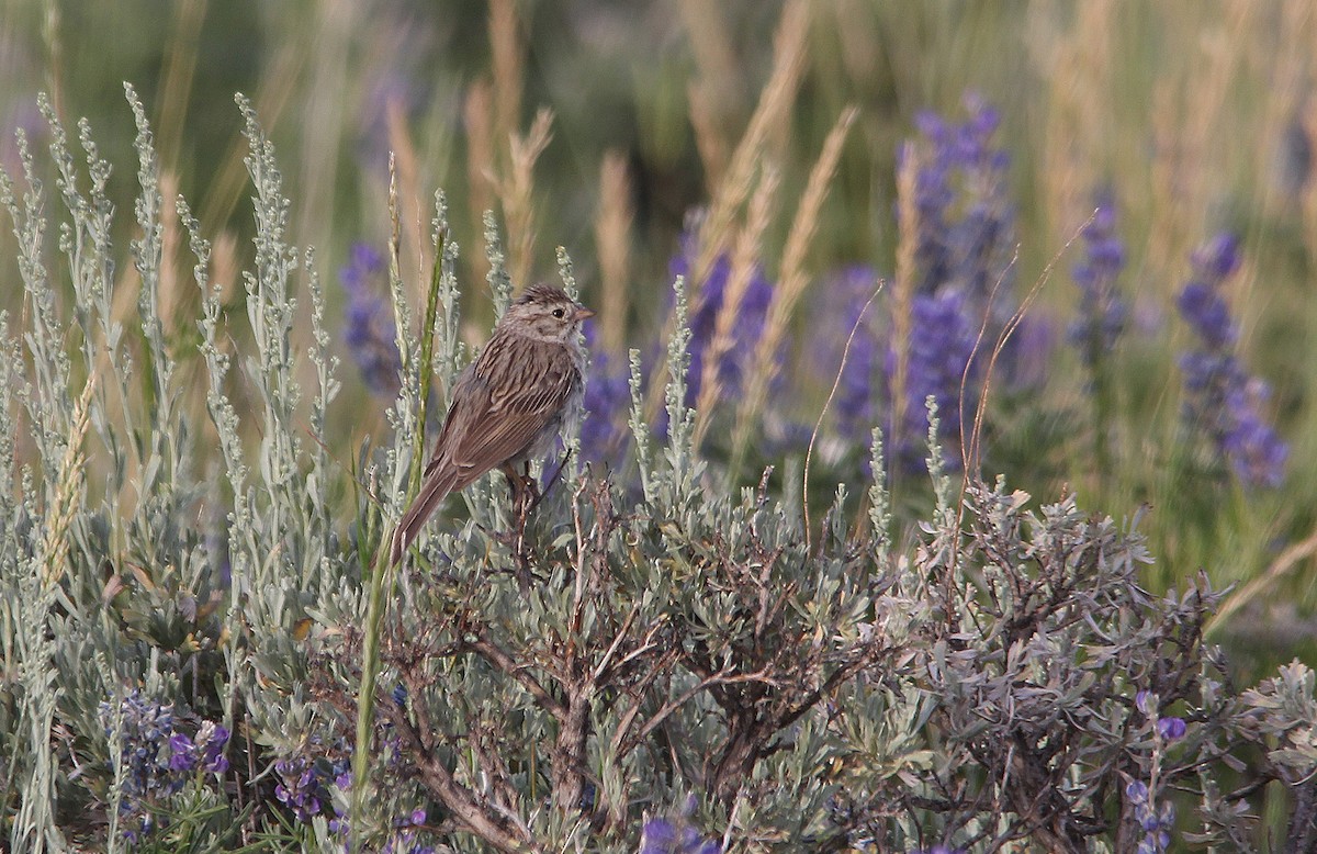 Brewer's Sparrow (taverneri) - ML455564311
