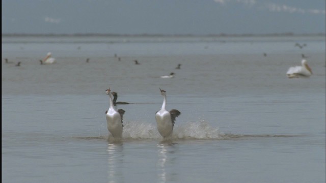 Western Grebe - ML455565