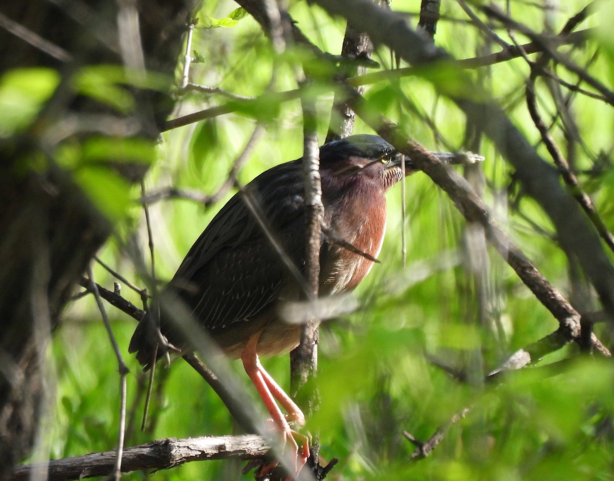 Green Heron - Marlene Waldron