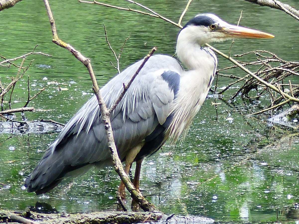 Gray Heron - ML455565201