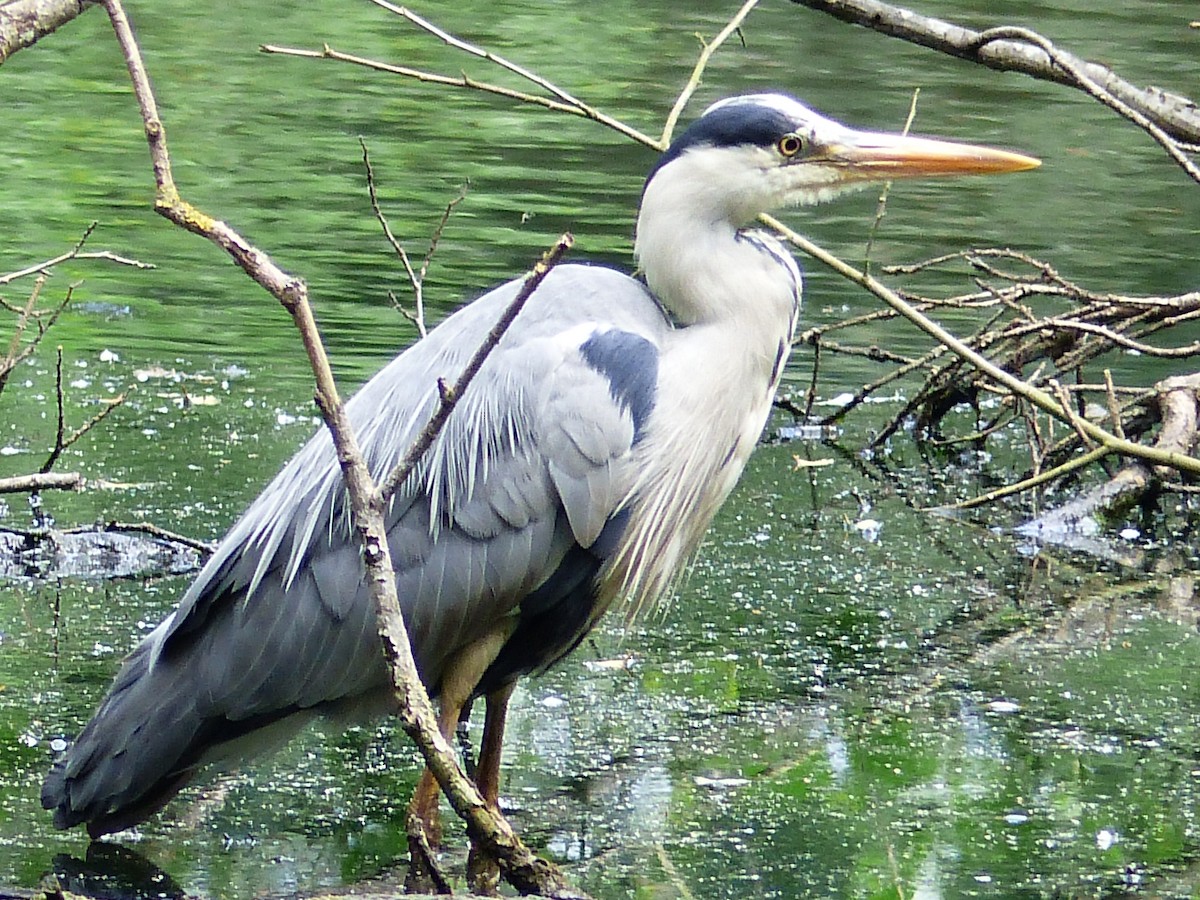 Gray Heron - ML455565211