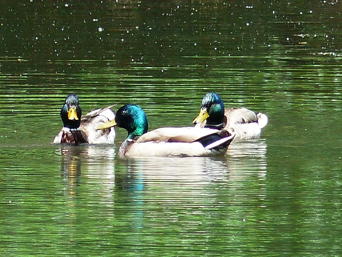 Canard colvert - ML455565241