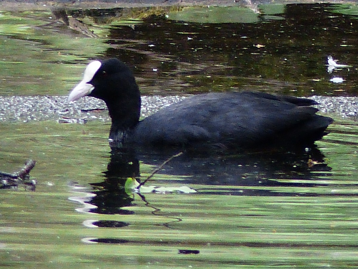 Eurasian Coot - ML455565671