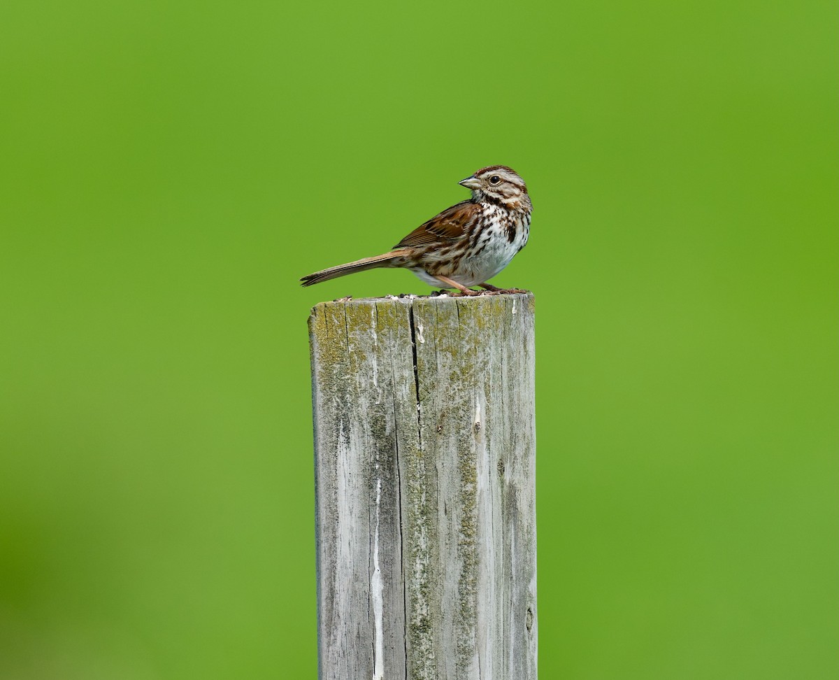 Song Sparrow - ML455565971