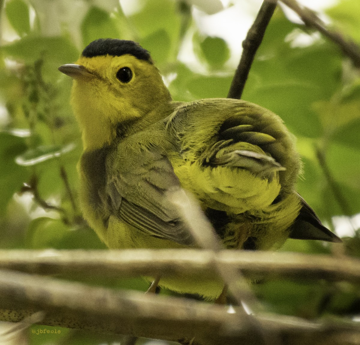 Wilson's Warbler - ML455568751
