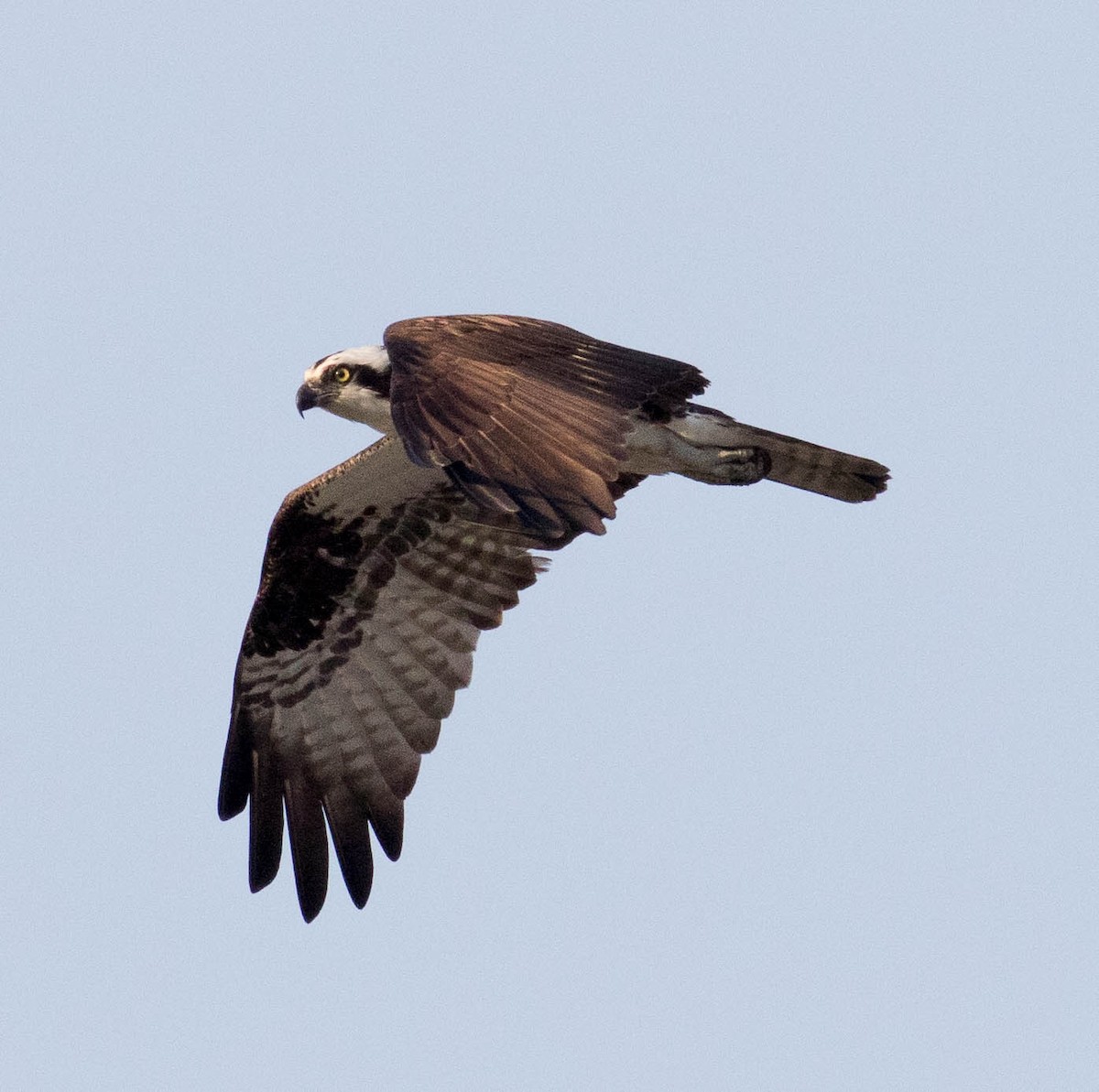 Osprey (carolinensis) - ML455568921