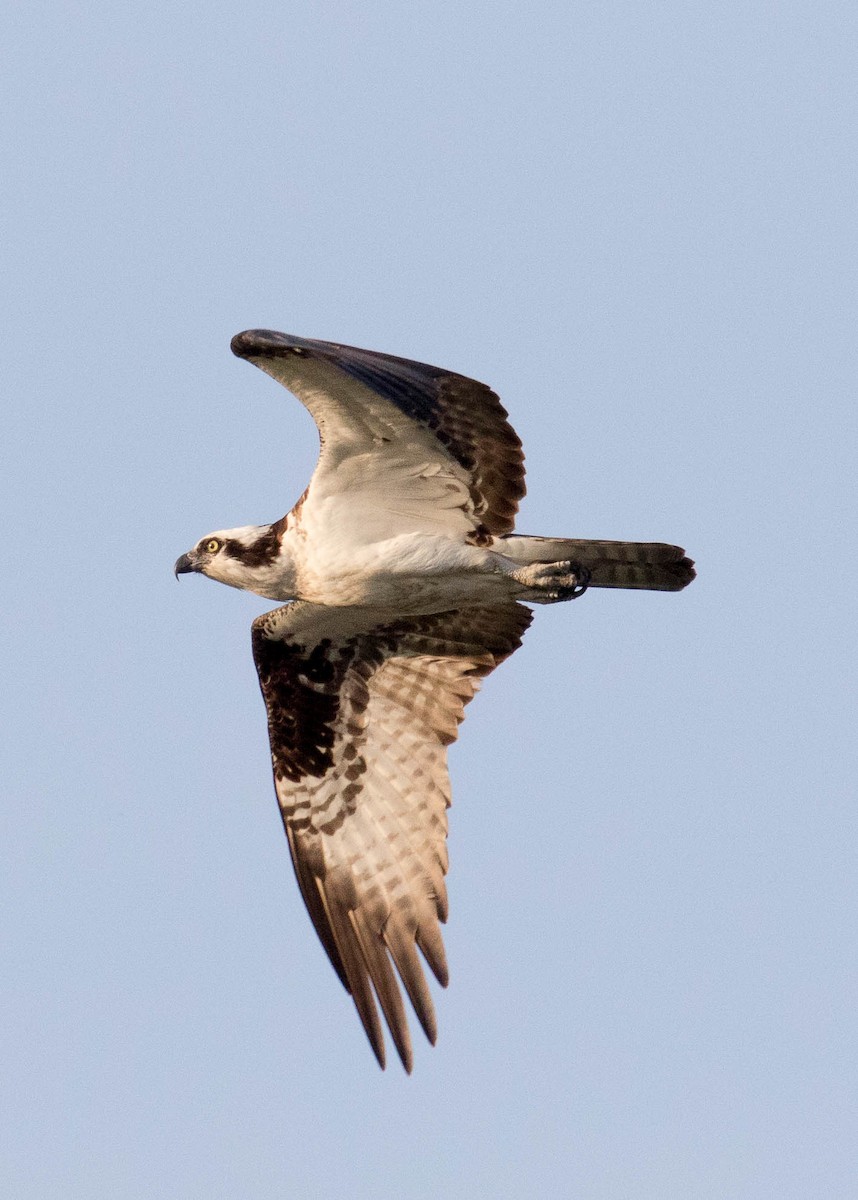 Águila Pescadora (carolinensis) - ML455568941