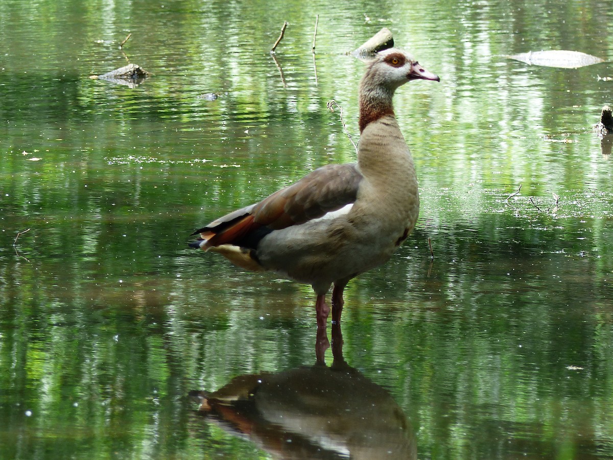 Egyptian Goose - ML455569011