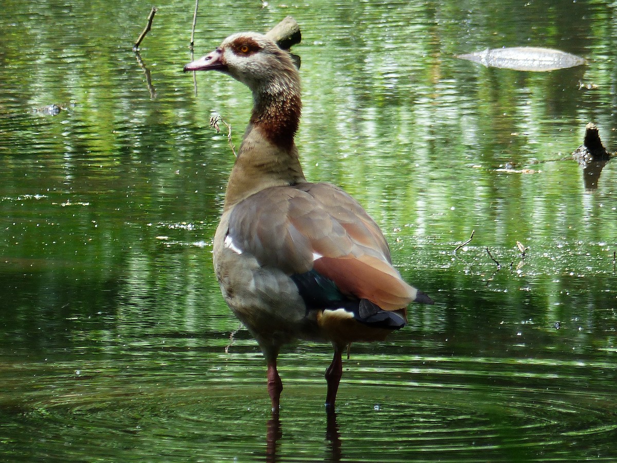 Egyptian Goose - ML455569041