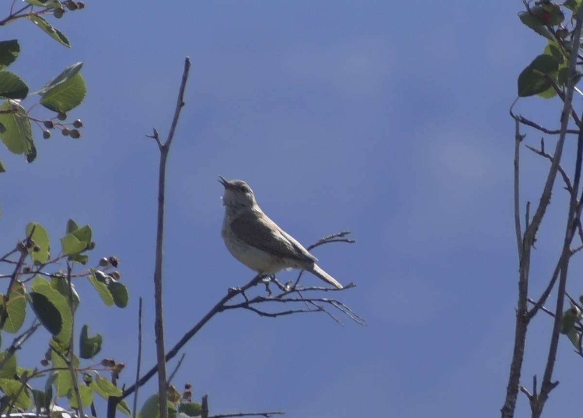 Rock Wren - ML455569331