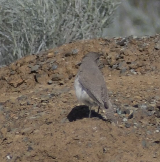 Rock Wren - ML455569351