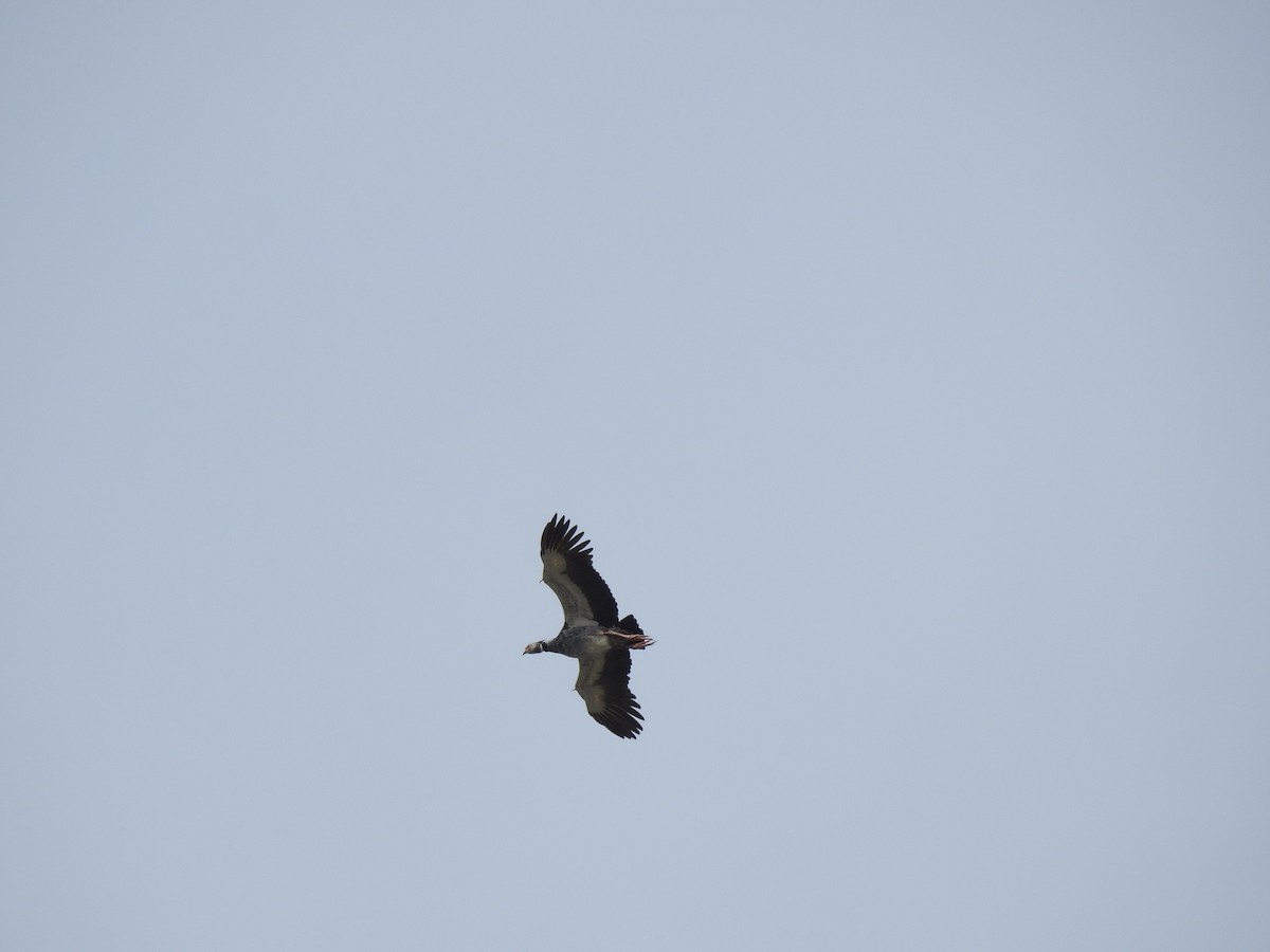 Southern Screamer - Edelweiss  Enggist