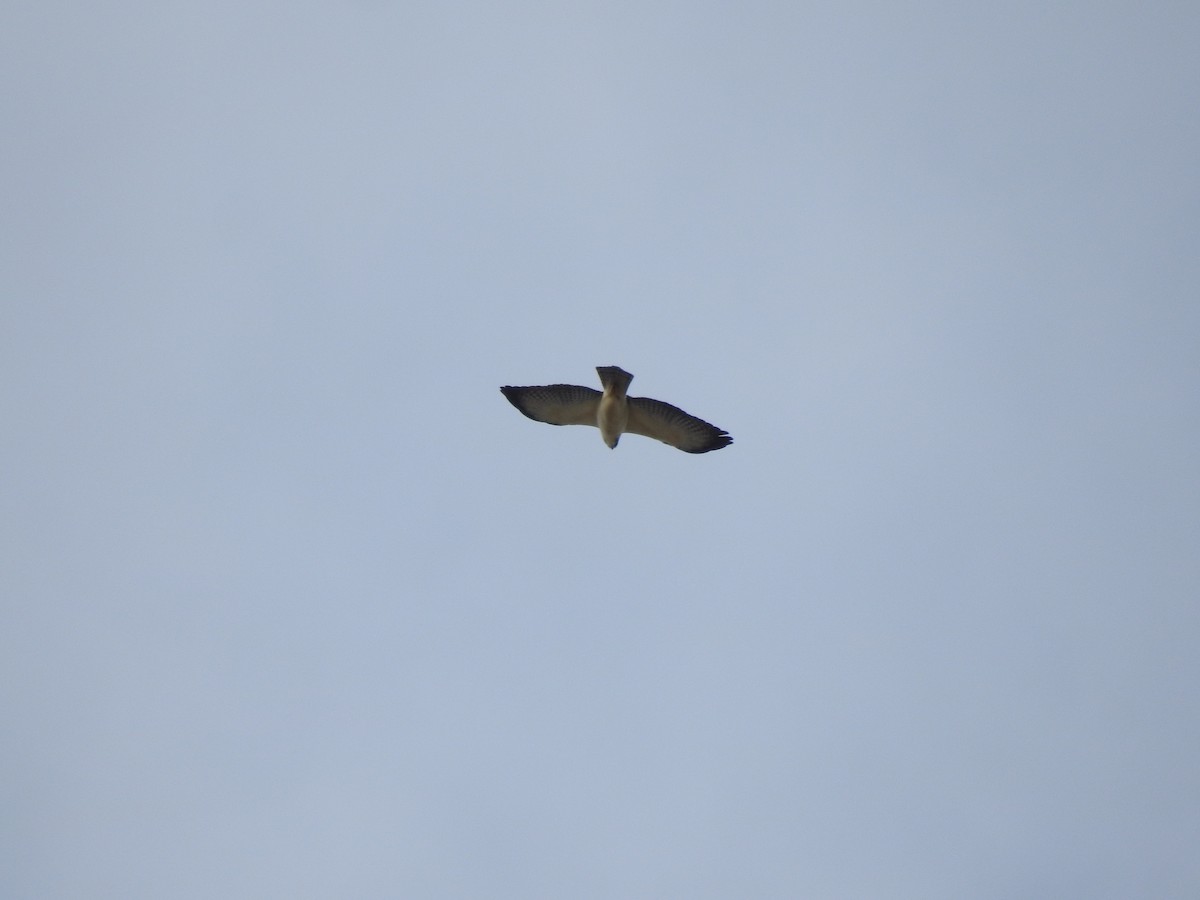 Short-tailed Hawk - Edelweiss  Enggist