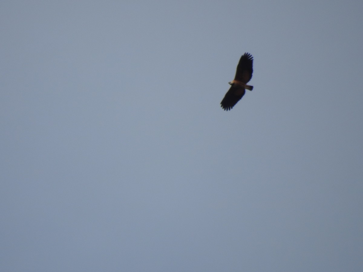 Black-collared Hawk - Edelweiss  Enggist