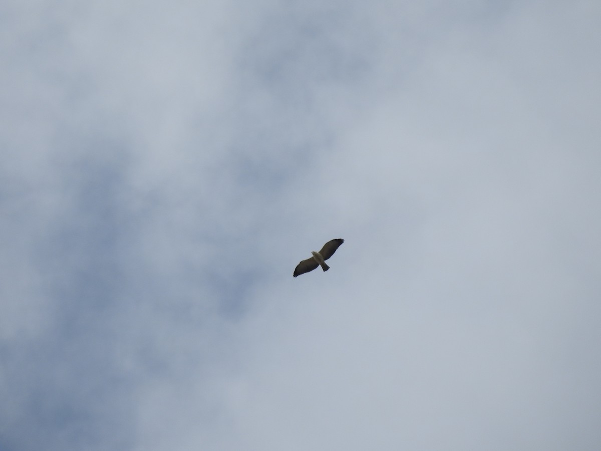 Short-tailed Hawk - Edelweiss  Enggist