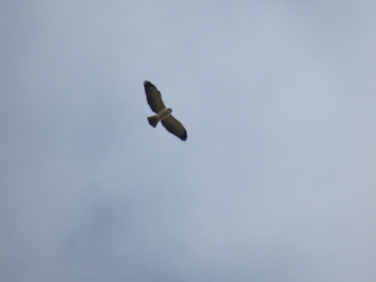 Short-tailed Hawk - Edelweiss  Enggist