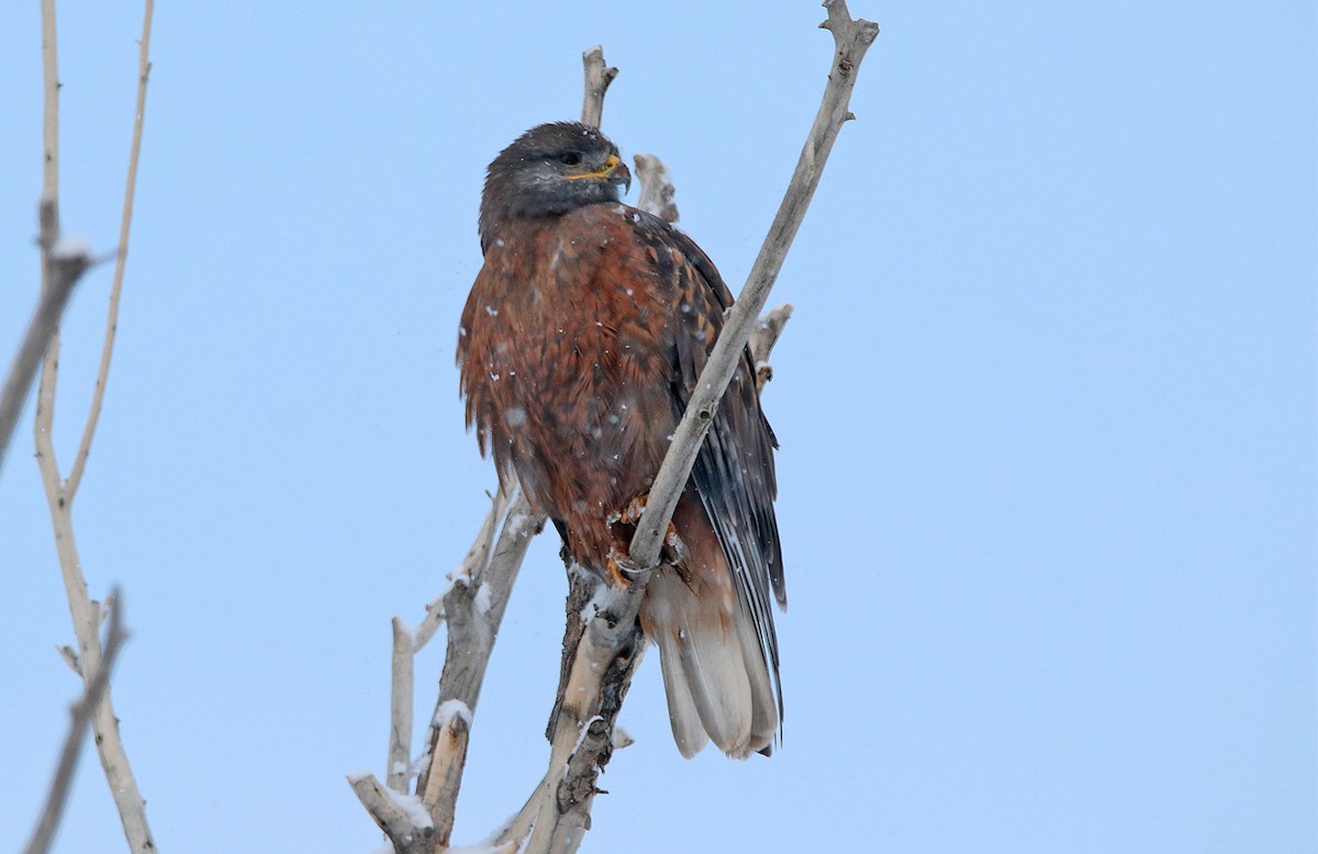 Ferruginous Hawk - ML455570121