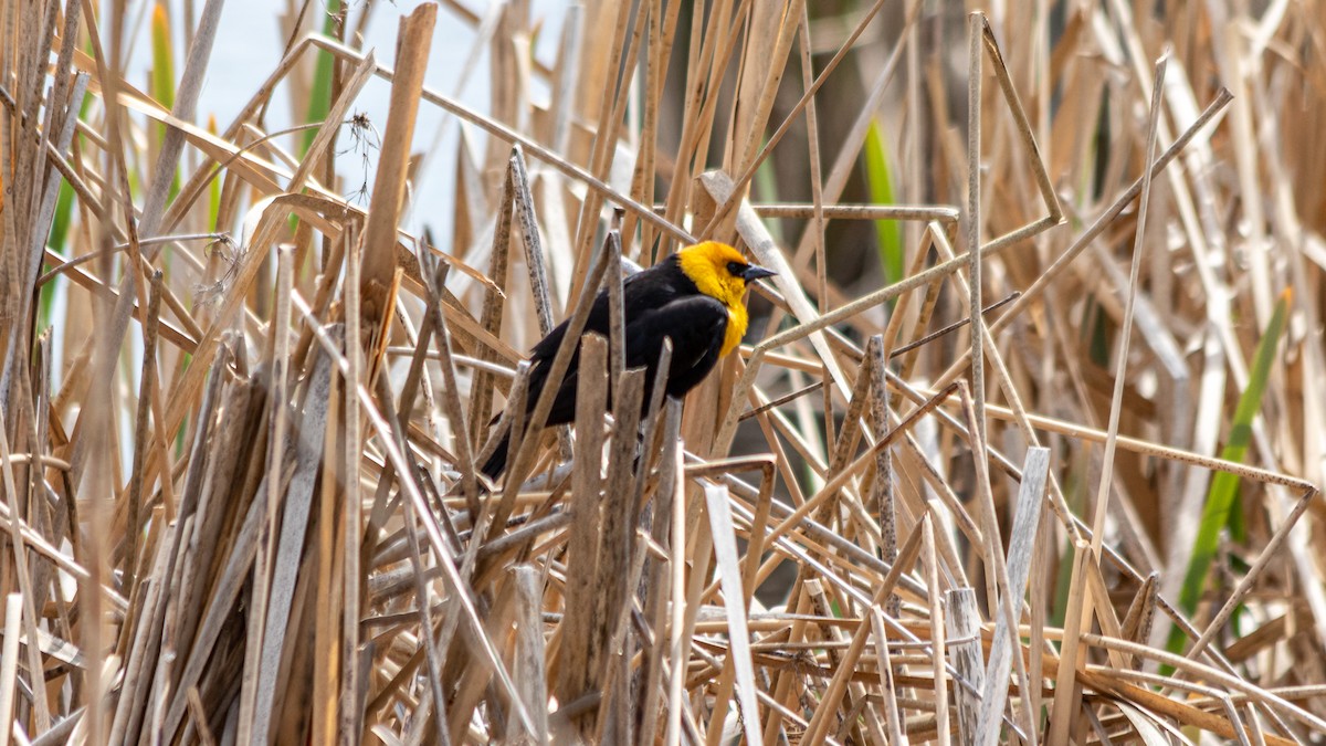 Yellow-headed Blackbird - ML455570321