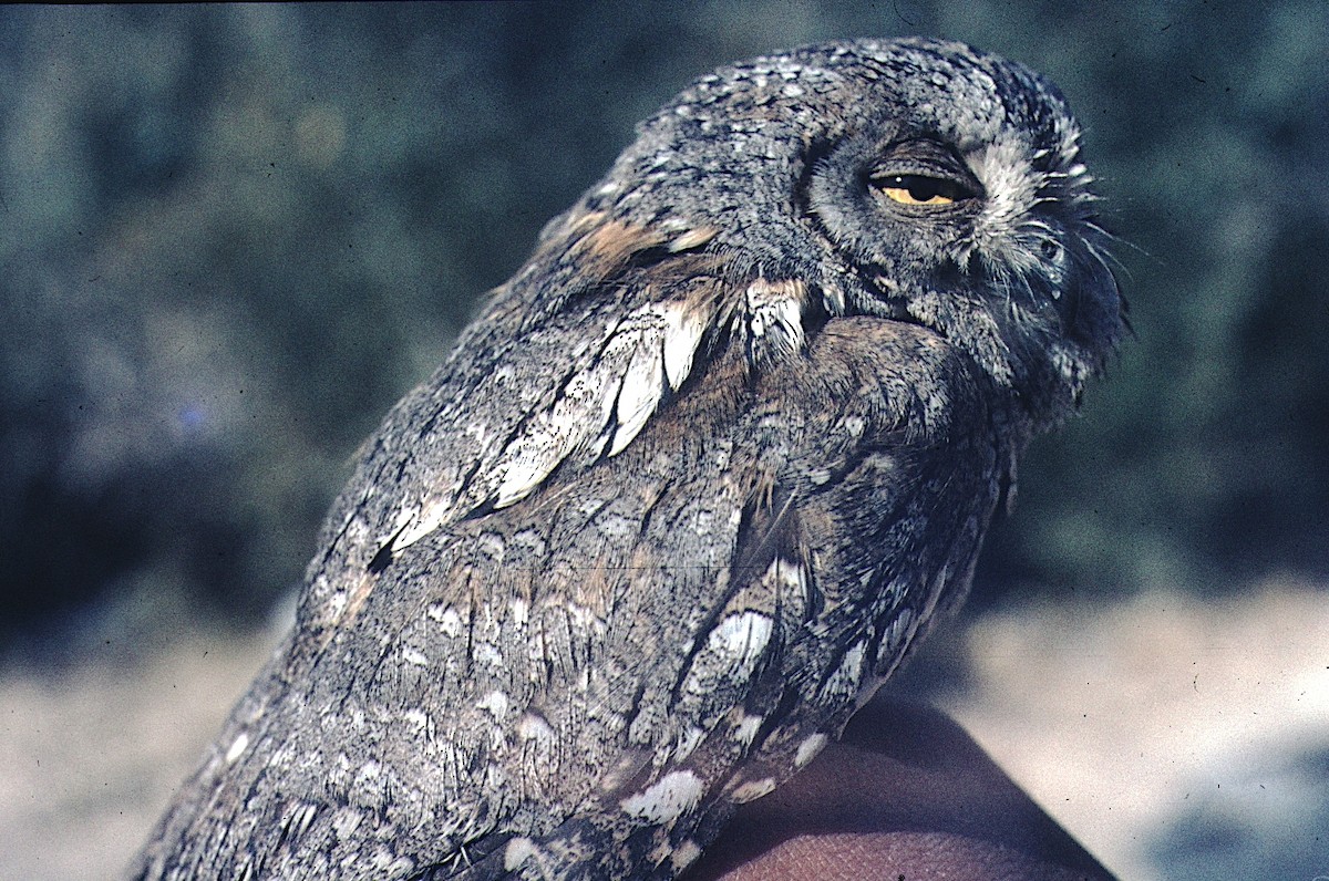 Eurasian Scops-Owl - stuart pimm