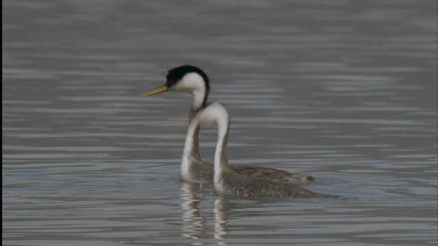 Western Grebe - ML455571