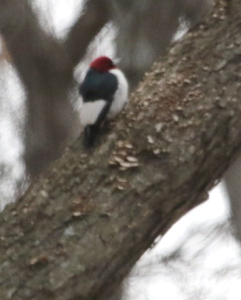 Red-headed Woodpecker - Jay Gilliam